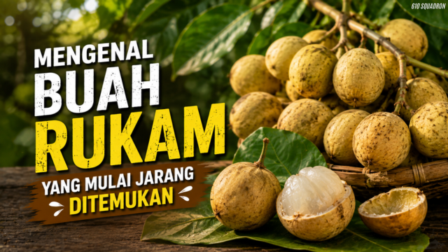 Mengenal Buah Rukam yang Mulai Jarang Ditemukan