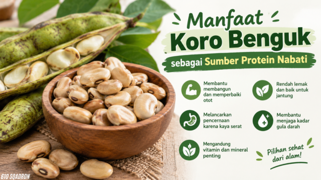 Manfaat Koro Benguk sebagai Sumber Protein Nabati